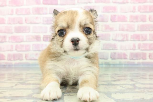 神奈川県のチワワ(ロング) (Coo&RIKU横浜港南台店/2023年11月27日生まれ/男の子/レッドホワイト)の子犬