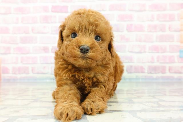 東京都のトイプードル(トイ) (Coo&RIKUフレスポ住吉店/2023年11月27日生まれ/女の子/レッド)の子犬