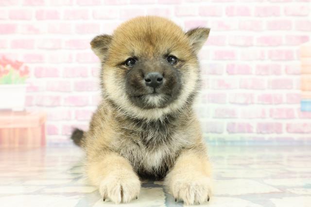 群馬県の柴犬(標準サイズ) (Coo&RIKU前橋店/2023年11月28日生まれ/男の子/赤)の子犬