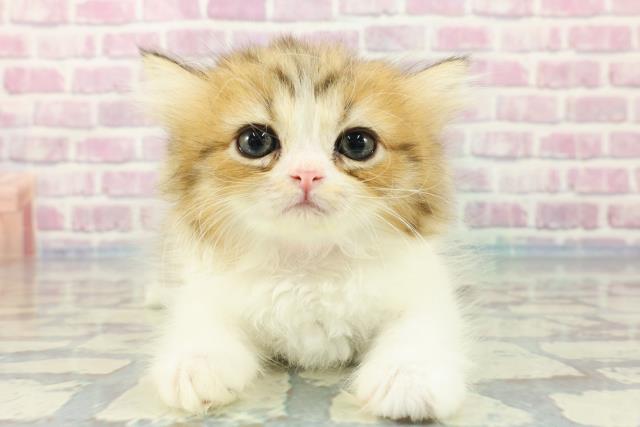 埼玉県のラガマフィン (Coo&RIKU桶川店/2023年11月29日生まれ/女の子/ブラウンタビーホワイト)の子猫