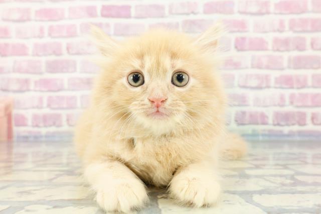 千葉県のラガマフィン (Coo&RIKU流山店/2023年11月29日生まれ/男の子/クリームタビー)の子猫