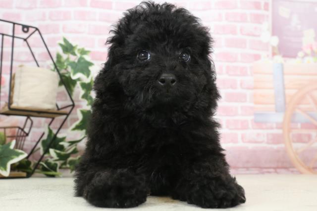 熊本県のトイプードル(トイ) (Coo&RIKU熊本店/2023年11月23日生まれ/男の子/ブラック)の子犬