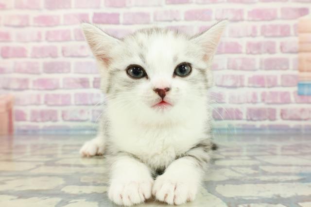 福島県のミヌエット (Coo&RIKU福島店/2023年11月29日生まれ/女の子/シルバーパッチドタビーホワイト)の子猫