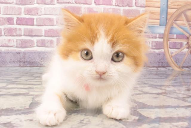 北海道のスコティッシュフォールド (Coo&RIKU旭川店/2023年11月30日生まれ/女の子/レッドホワイト)の子猫