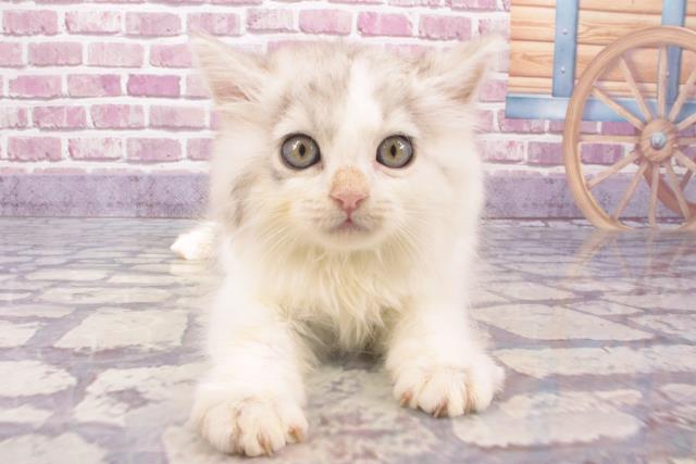 大阪府のラガマフィン (Coo&RIKU高槻店/2023年11月20日生まれ/男の子/シルバーマッカレルタビーホワイト)の子猫