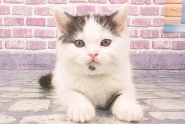大阪府のスコティッシュフォールド (Coo&RIKU和泉店/2023年11月28日生まれ/男の子/ブラックホワイト)の子猫
