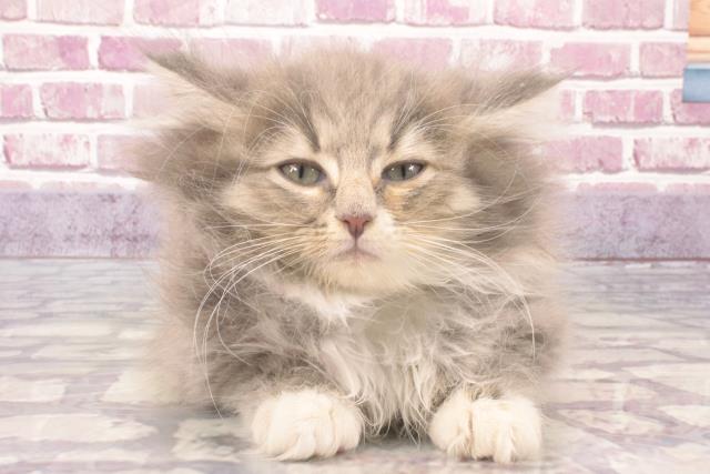 兵庫県のノルウェージャンフォレストキャット (Coo&RIKU三木店/2023年11月26日生まれ/女の子/ブルータビーホワイト)の子猫