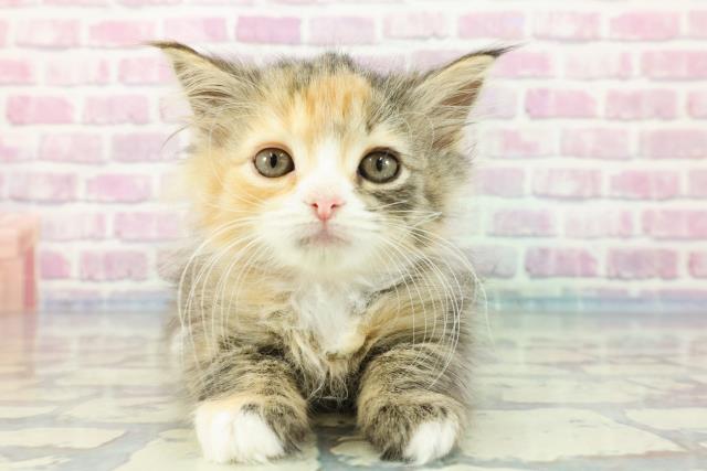 北海道のサイベリアン (Coo&RIKU帯広店/2023年11月20日生まれ/女の子/ブラウンパッチドタビーホワイト)の子猫