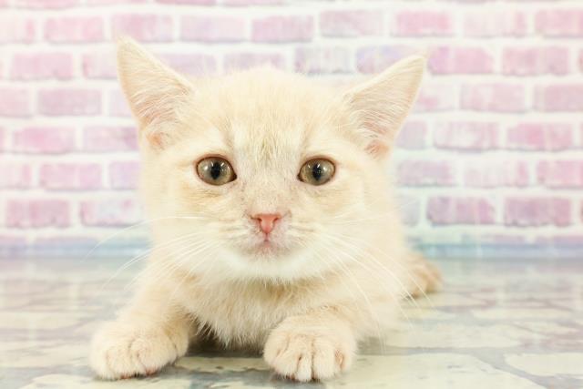 北海道のスコティッシュフォールド (Coo&RIKU帯広店/2023年11月14日生まれ/男の子/クリームタビー)の子猫