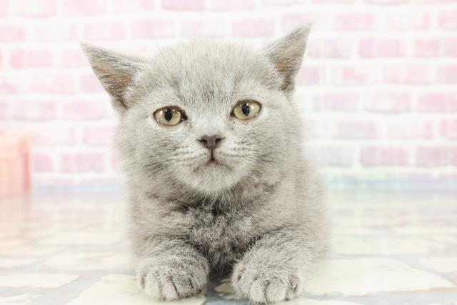 香川県のブリティッシュショートヘアー (Coo&RIKU高松上福岡店/2023年11月11日生まれ/女の子/ブルー)の子猫