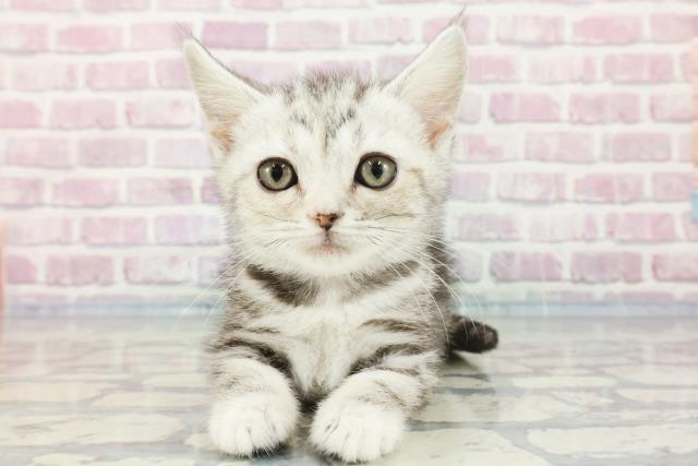 北海道のアメリカンショートヘアー (Coo&RIKU帯広店/2023年11月9日生まれ/女の子/シルバーパッチドタビー)の子猫