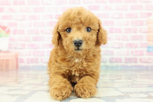 千葉県のトイプードル(トイ) (Coo&RIKU八街店/2023年11月30日生まれ/女の子/レッド)の子犬
