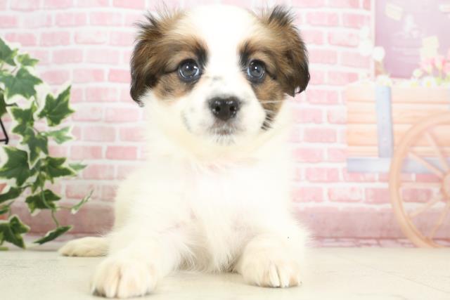 熊本県のパピヨン (Coo&RIKUイオンモール宇城店/2023年12月3日生まれ/女の子/ホワイトブラウン)の子犬