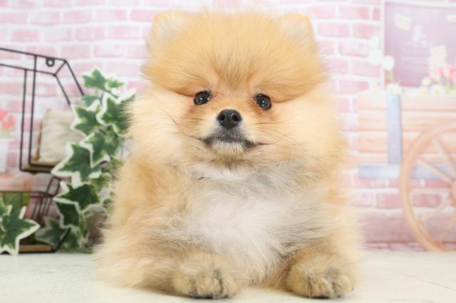 福岡県のポメラニアン (Coo&RIKU小倉店/2023年11月29日生まれ/男の子/オレンジ)の子犬