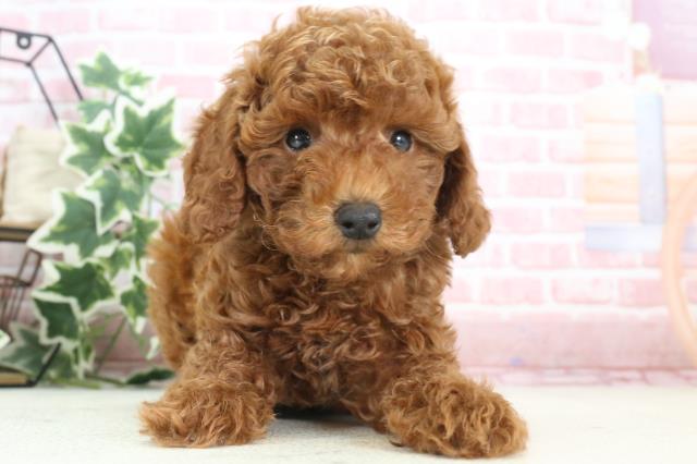 熊本県のトイプードル(トイ) (Coo&RIKU熊本店/2023年12月3日生まれ/男の子/レッド)の子犬
