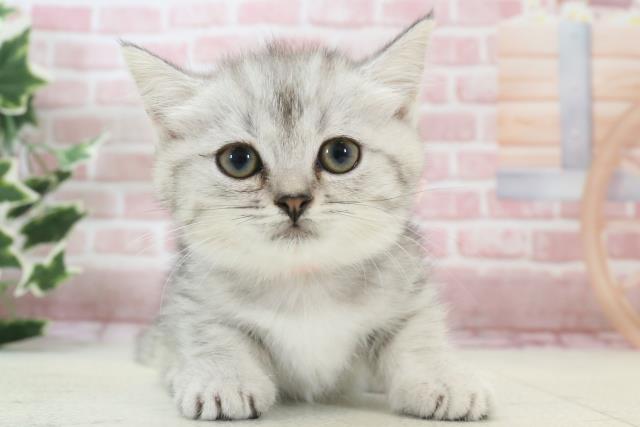 長崎県のミヌエット (Coo&RIKU大村店/2023年11月28日生まれ/女の子/シルバータビーホワイト)の子猫