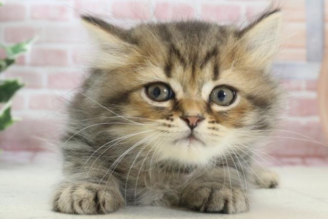 熊本県のミヌエット (Coo&RIKUカリーノ玉名店/2023年11月30日生まれ/男の子/ブラウンタビー)の子猫