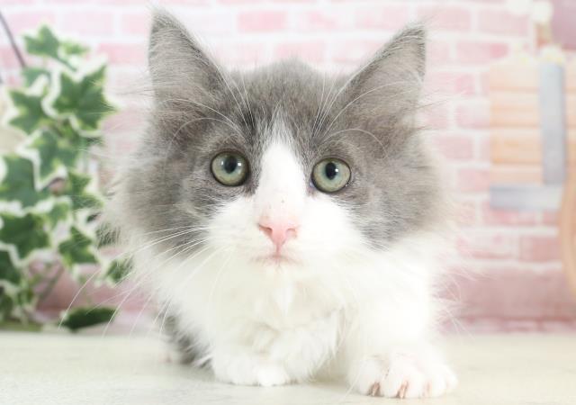 新潟県のノルウェージャンフォレストキャット (Coo&RIKU長岡店/2023年11月14日生まれ/女の子/ブルーホワイト)の子猫