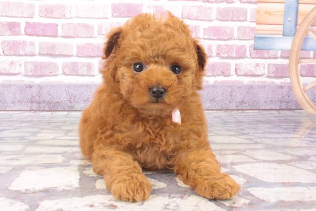 奈良県のトイプードル(トイ) (Coo&RIKU天理店/2023年12月1日生まれ/女の子/レッド)の子犬