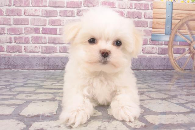 和歌山県のチワマル/マルチワ(チワワ×マルチーズ) (Coo&RIKU和歌山店/2023年12月2日生まれ/男の子/ホワイト)の子犬