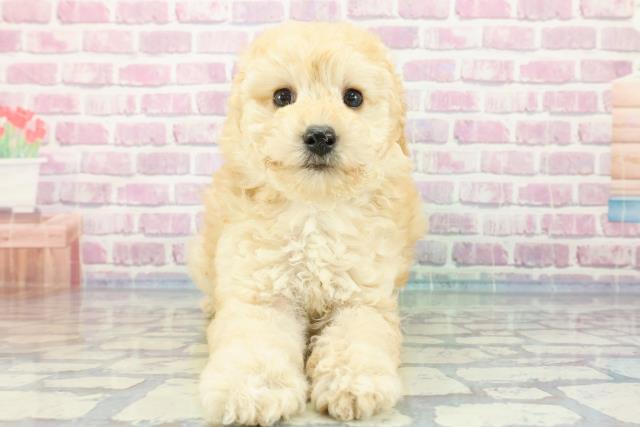 埼玉県のトイプードル(トイ) (Coo&RIKU草加バイパス店/2023年12月2日生まれ/女の子/クリーム)の子犬