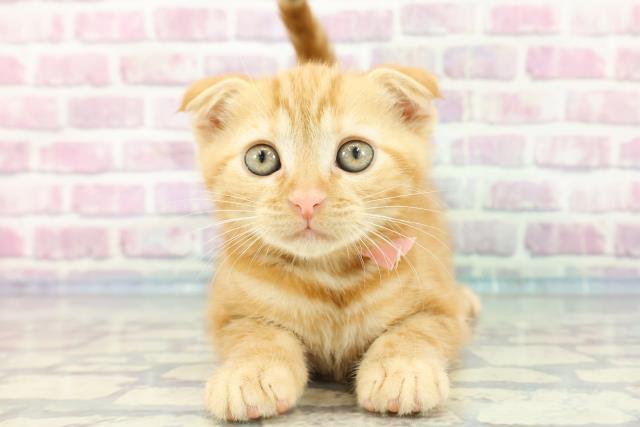 高知県のスコティッシュフォールド (Coo&RIKU高知御座店/2023年11月28日生まれ/女の子/レッドタビー)の子猫
