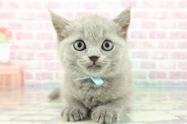 栃木県のブリティッシュショートヘアー (Coo&RIKU小山店/2023年12月1日生まれ/男の子/ブルー)の子猫