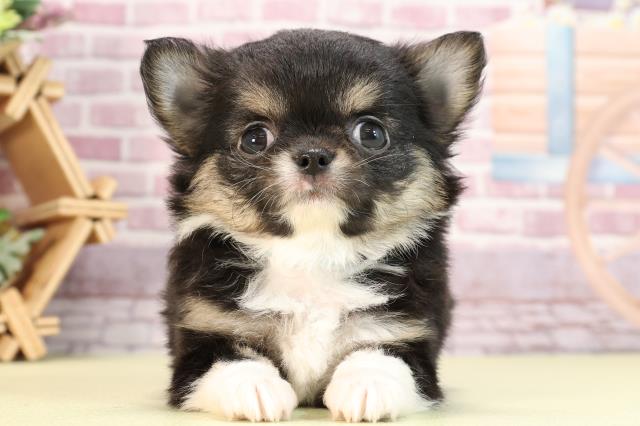 愛知県のチワワ(ロング) (Coo&RIKU東海店/2023年12月3日生まれ/男の子/ブラックタンホワイト)の子犬