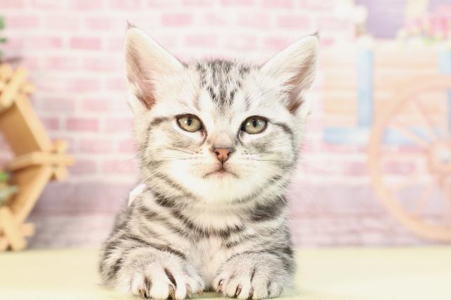 鹿児島県のアメリカンショートヘアー (Coo&RIKU鹿児島店/2023年12月2日生まれ/女の子/シルバータビー)の子猫