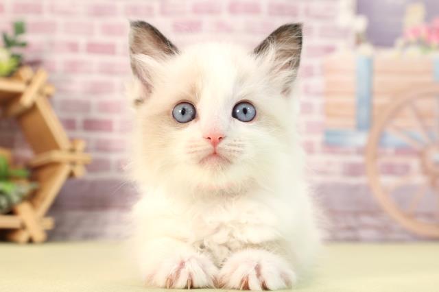 北海道のラグドール (Coo&RIKU帯広店/2023年12月2日生まれ/女の子/シールポイントバイカラー)の子猫