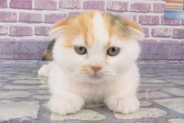 神奈川県のスコティッシュフォールド (Coo&RIKU日吉店/2023年11月24日生まれ/女の子/キャリコ)の子猫