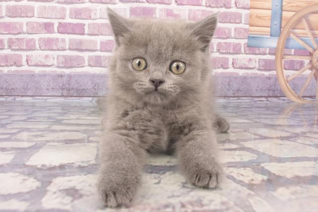 島根県のブリティッシュショートヘアー (Coo&RIKU出雲店/2023年12月3日生まれ/女の子/ブルー)の子猫