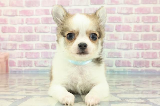 北海道のチワワ(ロング) (Coo&RIKU釧路店/2023年12月4日生まれ/男の子/レッドホワイト)の子犬