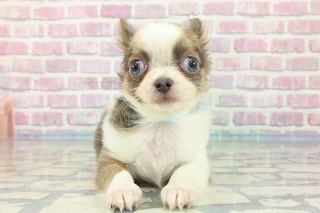 宮城県のチワワ(ロング) (Coo&RIKU石巻店/2023年12月4日生まれ/男の子/レッドホワイト)の子犬