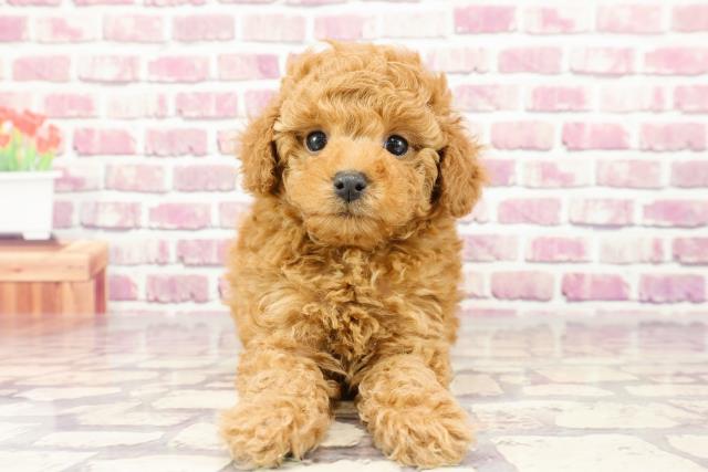 茨城県のトイプードル(トイ) (Coo&RIKU牛久店/2023年12月5日生まれ/男の子/レッド)の子犬