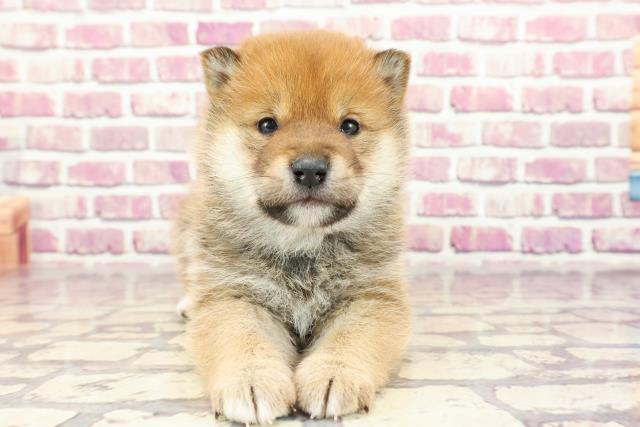 石川県の柴犬(標準サイズ) (Coo&RIKU金沢店/2023年12月5日生まれ/男の子/赤)の子犬