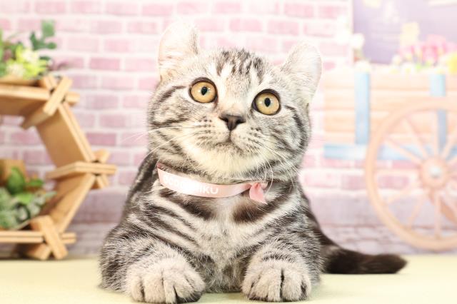 神奈川県のアメリカンカール (Coo&RIKU日吉店/2023年9月25日生まれ/女の子/シルバータビー)の子猫