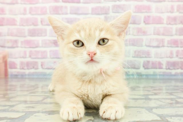千葉県のマンチカン (Coo&RIKU南柏店/2023年12月3日生まれ/女の子/クリームタビー)の子猫