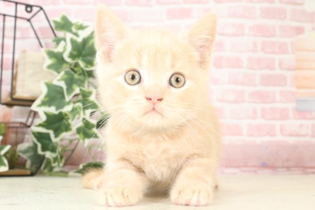 長崎県のブリティッシュショートヘアー (Coo&RIKU長崎佐世保店/2023年12月5日生まれ/男の子/クリームタビー)の子猫