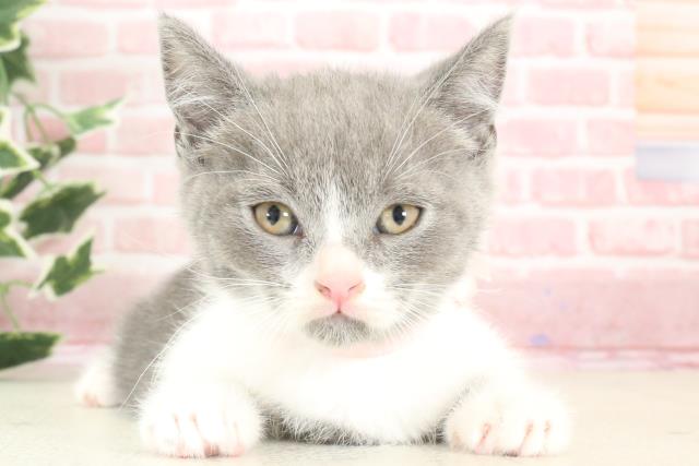 熊本県のブリティッシュショートヘアー (Coo&RIKUカリーノ菊陽店/2023年12月5日生まれ/女の子/ブルーホワイト)の子猫