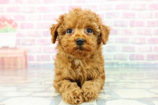 茨城県のトイプードル(トイ) (Coo&RIKU牛久店/2023年12月6日生まれ/男の子/レッド)の子犬