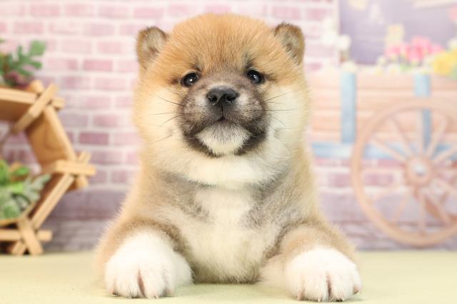 静岡県の柴犬(標準サイズ) (Coo&RIKU掛川店/2023年12月6日生まれ/男の子/赤)の子犬