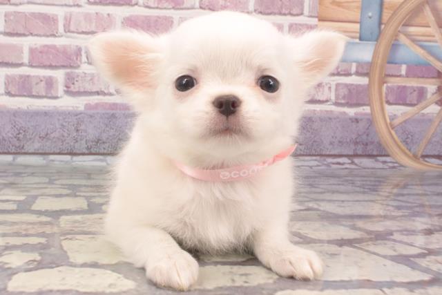 兵庫県のチワワ(ロング) (Coo&RIKU三木店/2023年12月6日生まれ/女の子/ホワイト)の子犬