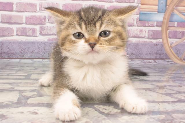 神奈川県のブリティッシュショートヘアー (Coo&RIKU長津田店/2023年12月3日生まれ/女の子/ブラウンティックドタビーホワイト)の子猫