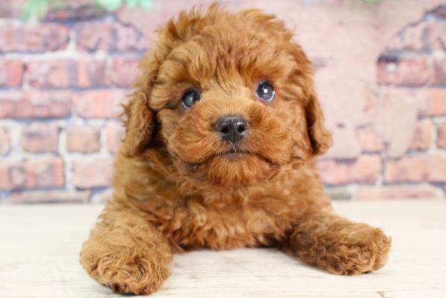 北海道のトイプードル(トイ) (Coo&RIKU岩見沢店/2023年12月10日生まれ/男の子/レッド)の子犬
