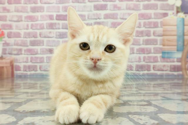 神奈川県のアメリカンショートヘアー (Coo&RIKU藤沢店/2023年12月8日生まれ/女の子/カメオタビー)の子猫