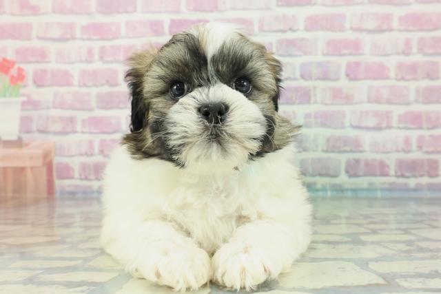 石川県のハーフ犬 (Coo&RIKUイオン野々市南店/2023年12月9日生まれ/男の子/ホワイトゴールド)の子犬
