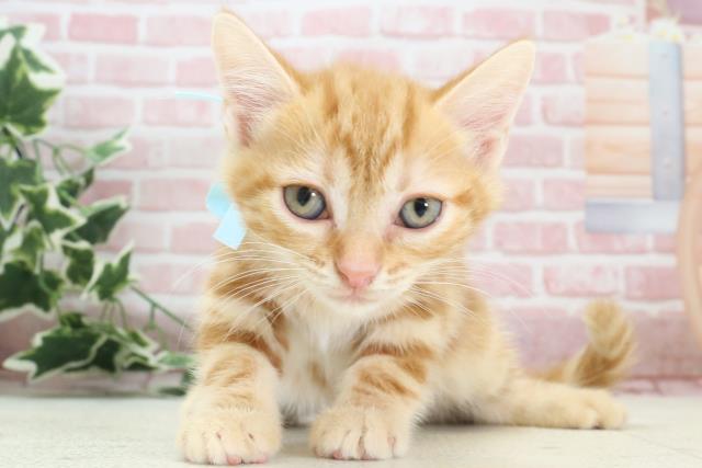 愛媛県のアメリカンショートヘアー (Coo&RIKUイオンタウン川之江店/2023年12月9日生まれ/男の子/レッドタビー)の子猫