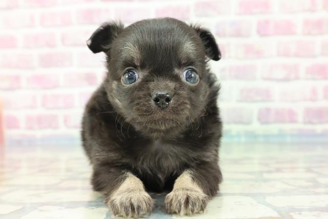 青森県のチワワ(ロング) (Coo&RIKU青森店/2023年12月9日生まれ/男の子/ブラッククリーム)の子犬