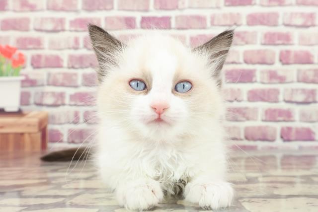 東京都のラグドール (Coo&RIKU練馬店/2023年12月2日生まれ/女の子/シールポイントバイカラー)の子猫